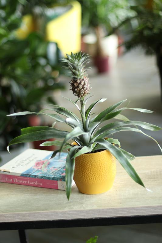 Ананас /Ananas