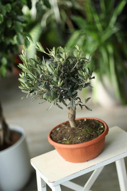 Оливковое дерево/ Olea europaea 