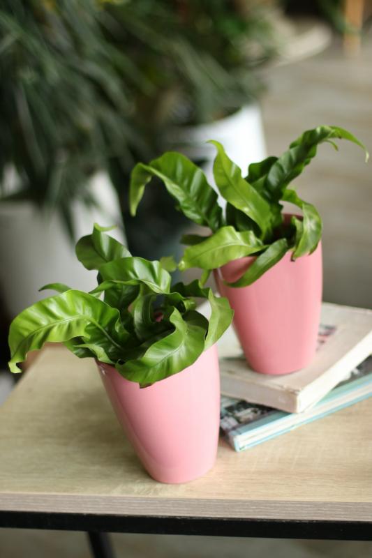 Папоротник Асплениум Ураган