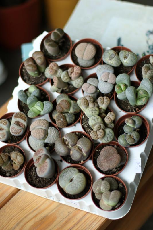 Литопсы/ Lithops 