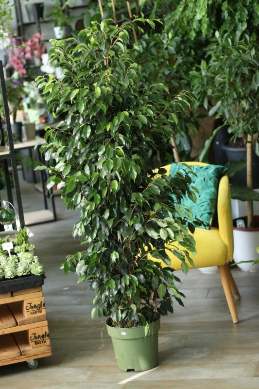 Фикус Бенджамина Даниэль / Ficus benjamina 