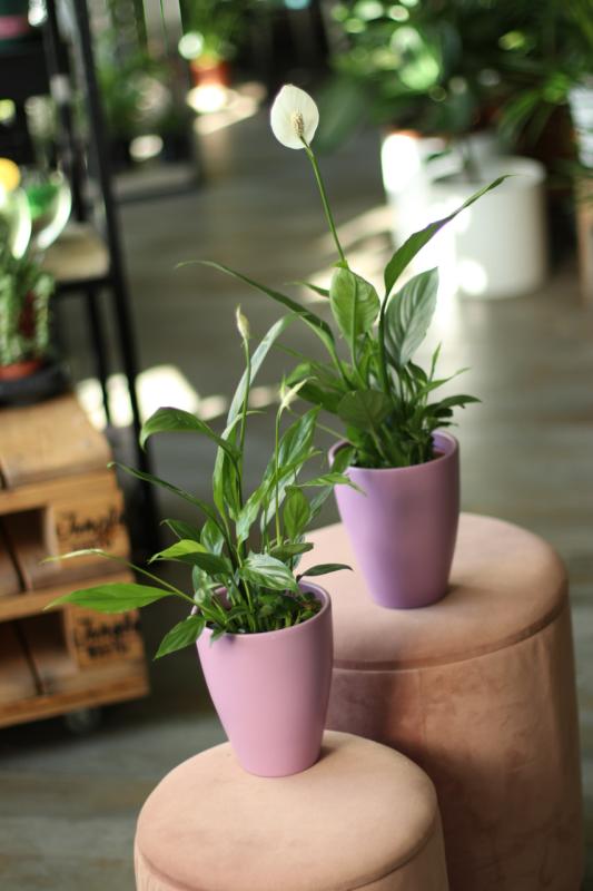 Спатифиллюм / Spathiphyllum 