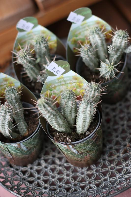 Эуфорбия маммилярис вариегата