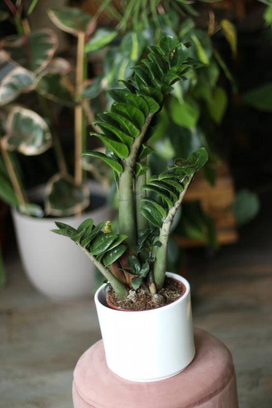 Замиокулькас зензи 14.60