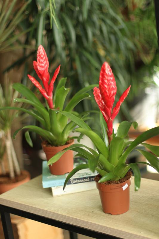 Врезия / Бромеливые