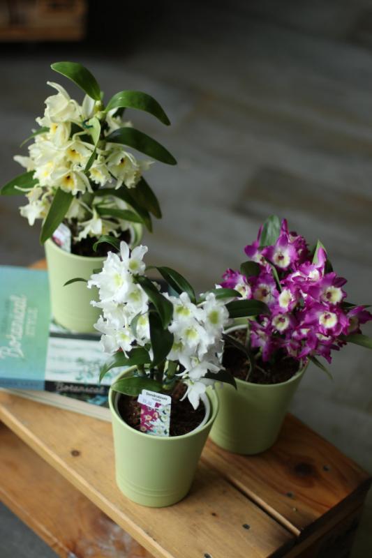 Дендробиум микс / Dendrobium