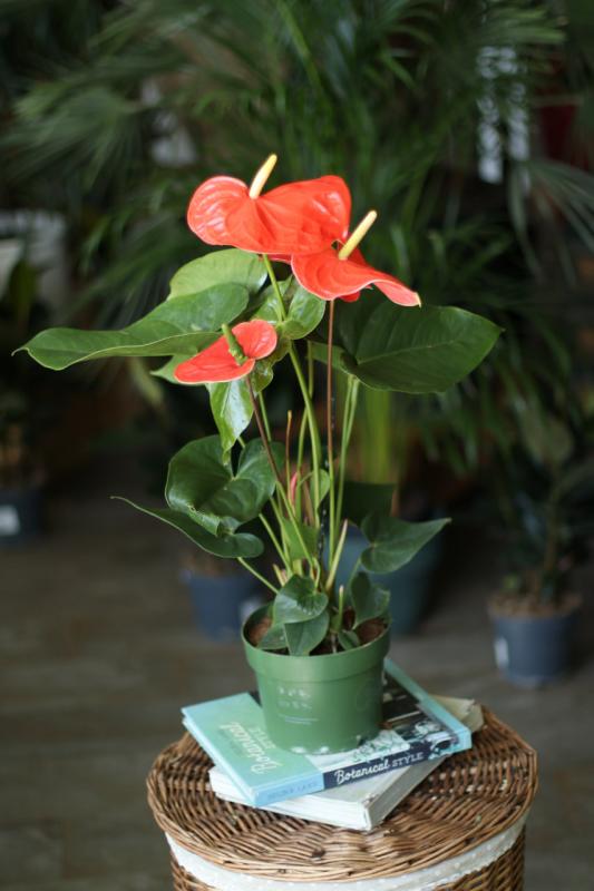 Антуриум Оранж