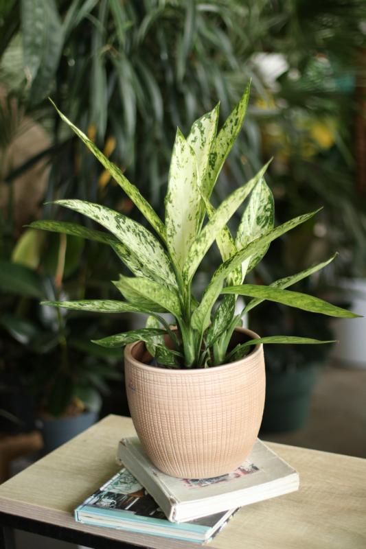 Диффенбахия Визувий  / Dieffenbachia